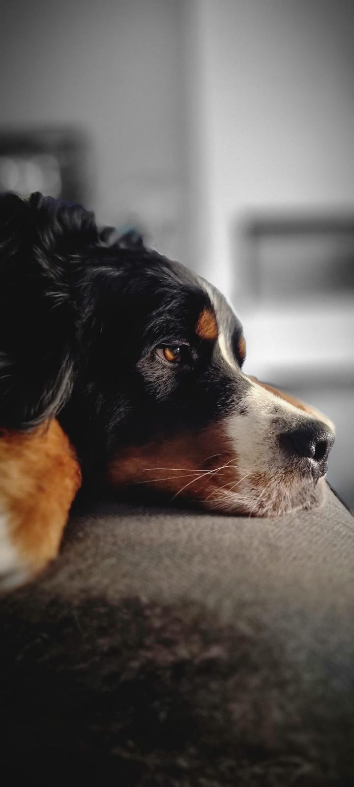 10 Consejos Esenciales para el Cuidado Responsable de tu Perro”