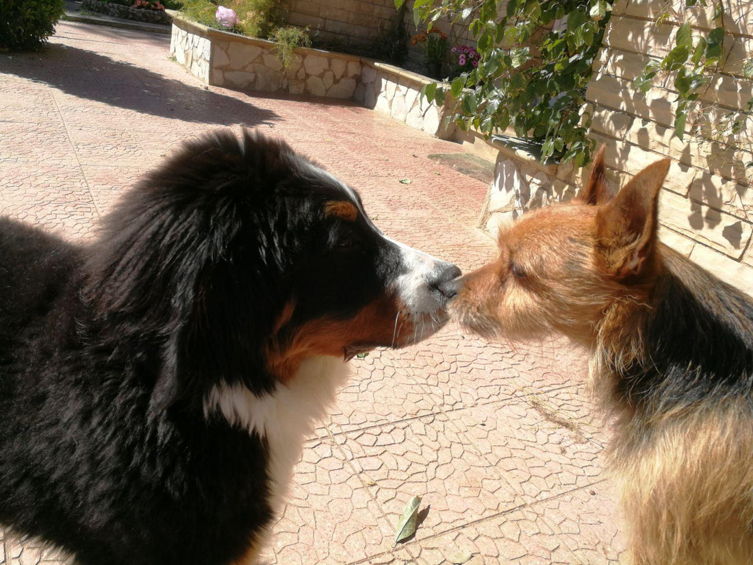 Protectoras de Animales en Cataluña: Cómo Colaborar y Marcar la Diferencia