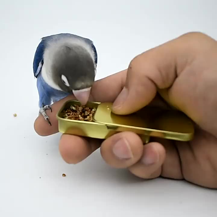 Comedero de Entrenamiento para Pájaros – Alimentación Divertida y Práctica
