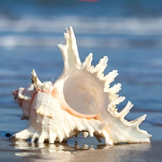 Conchas Decorativas para Acuarios – Belleza Natural para Paisajismo Acuático