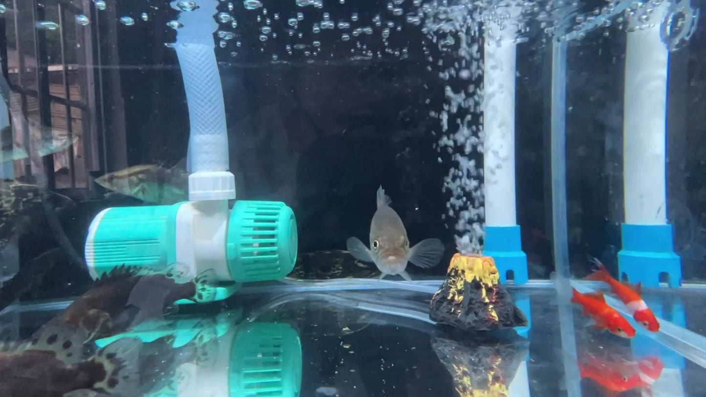 Piedra Volcánica de Burbujas para Acuarios – Aireación y Decoración para Ecosistemas Acuáticos