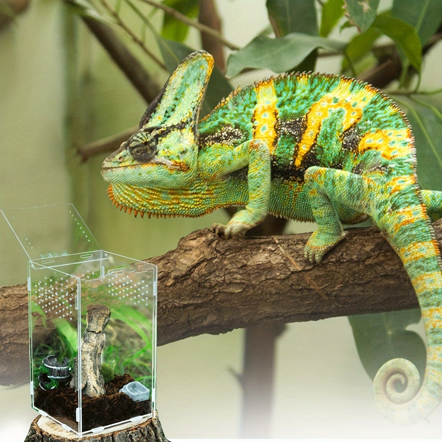 Terrario Transparente con Cierre Seguro – Hábitat Seguro para Reptiles Pequeños e insectos