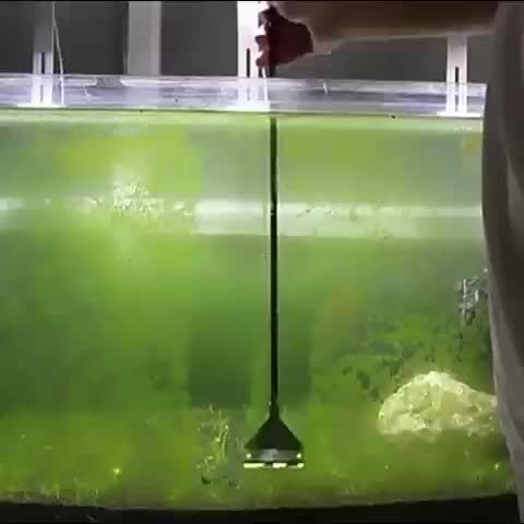 Rascador de Algas para Acuarios – Limpieza Eficiente para Cristales y Superficies