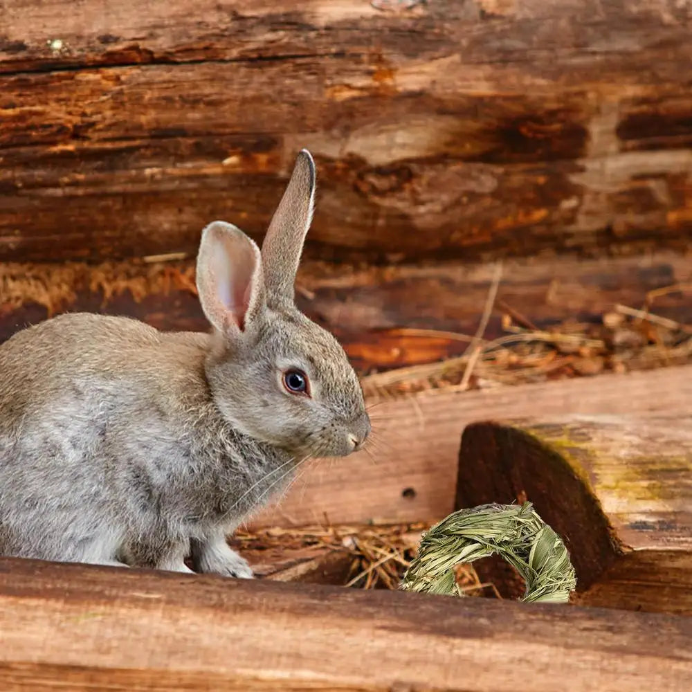 Bola y Anillo de Hierba Natural – Juguetes Masticables para Animales Pequeños 🌱