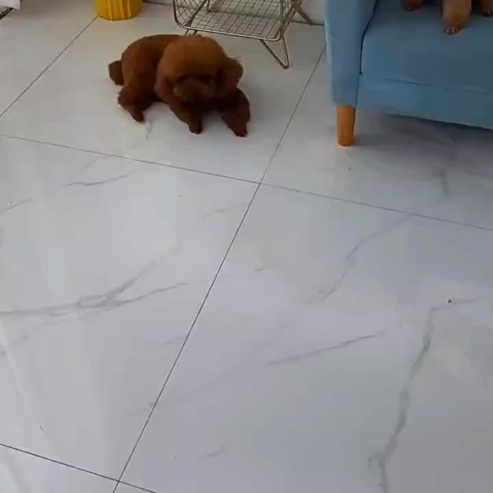 Cama de alta calidad para tu mascota - Ultra Suave – Descanso de Lujo para Mascotas
